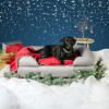 Labrador negro en una cama de espuma de memoria gris en una configuración de temática navideña