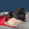 Un labrador negro en una cama de espuma de memoria gris con una manta suave de navidad Luxury