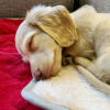 Un perro dormido sobre una suave manta roja