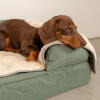 Con esta manta extra suave tu perro disfrutará de un profundo y relajado descanso