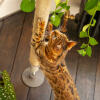 Gato que rasca sisal de Freestyle árbol de gato de interior