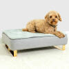 Perro sentado en Omlet Topology cama para perros con cubierta acolchada topper y Gold rail feet