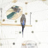 Un periquito mirándose al espejo mientras está sentado en un poste dentro de la jaula de pájaros Geo 