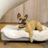 Perro sentado en Topology cama de perro con topper de piel de oveja y pies de horquilla negro