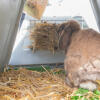 Un conejo comiendo del estante de heno en la parte trasera de una conejera Eglu Go .
