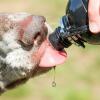 Primer plano de un perro lamiendo agua de una botella de agua para perros