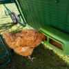 Pollo comiendo dentro de la cubierta de ejecución para Eglu Go hasta gallinero