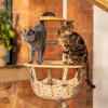 Dos gatos de pie encima de un árbol hamaca para gatos de interior Freestyle 