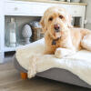 Topology cama para perros con topper de piel de oveja blanca