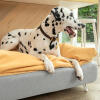 Perro dálmata sentado en Omlet Topology cama del perro con el topper de la bolsa de frijoles y los pies de horquilla blanca