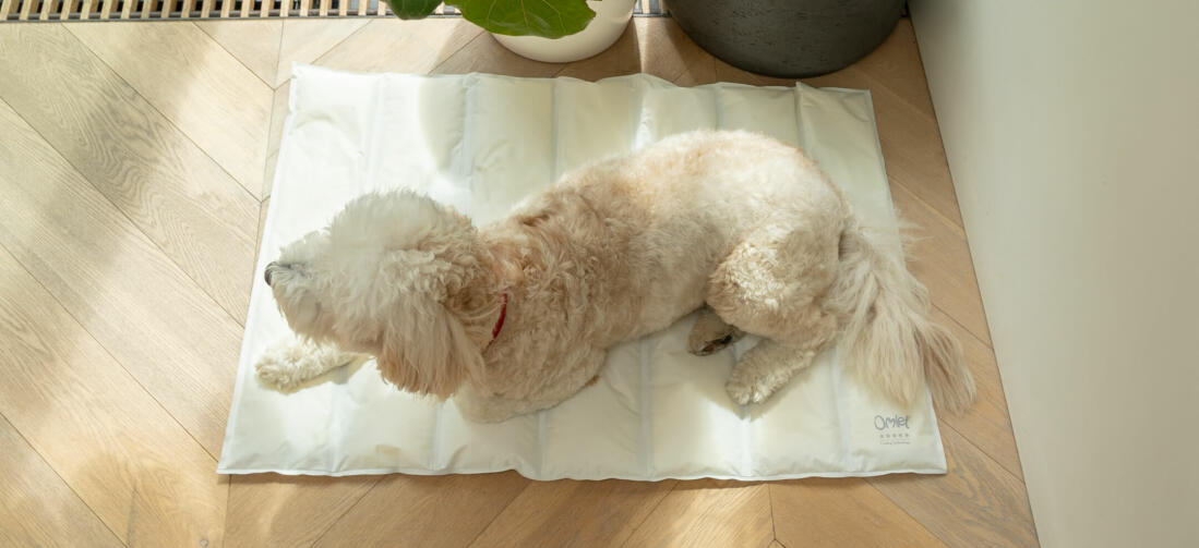 Comodidad suprema gracias a su efecto memoria, puedes poner la alfombrilla tanto en la cama de tu perro como directamente en el suelo