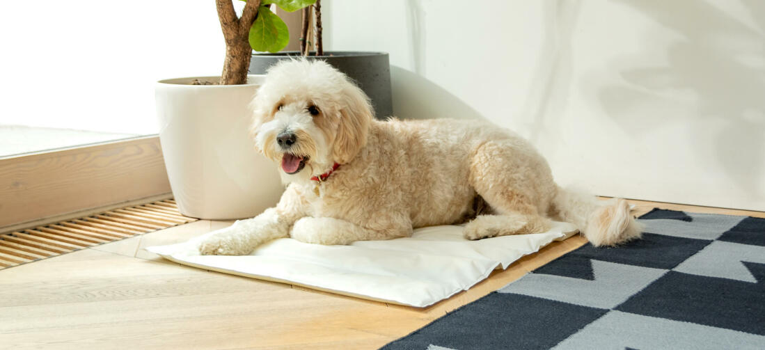 La alfombrilla refrescante de Omlet proporciona un lugar fresco y cómodo para tu perro, será su accesorio favorito este verano