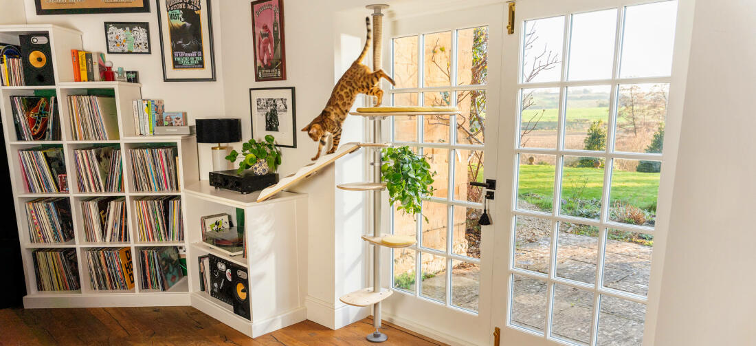 Gato trepando por Freestyle árbol para gatos del suelo al techo en la habitación