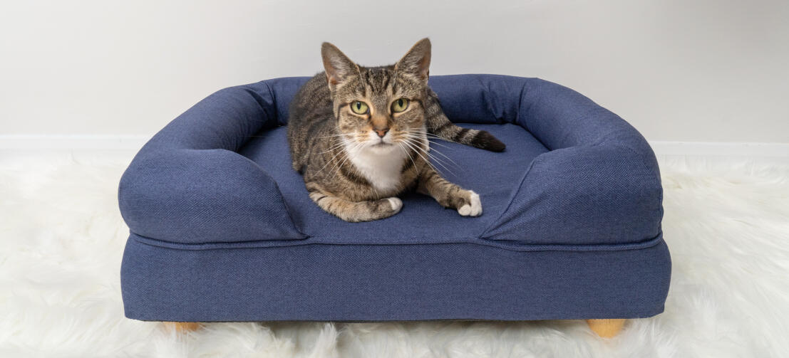 Lindo gato sentado en la cama de espuma de memoria azul medianoche con pies redondos de madera