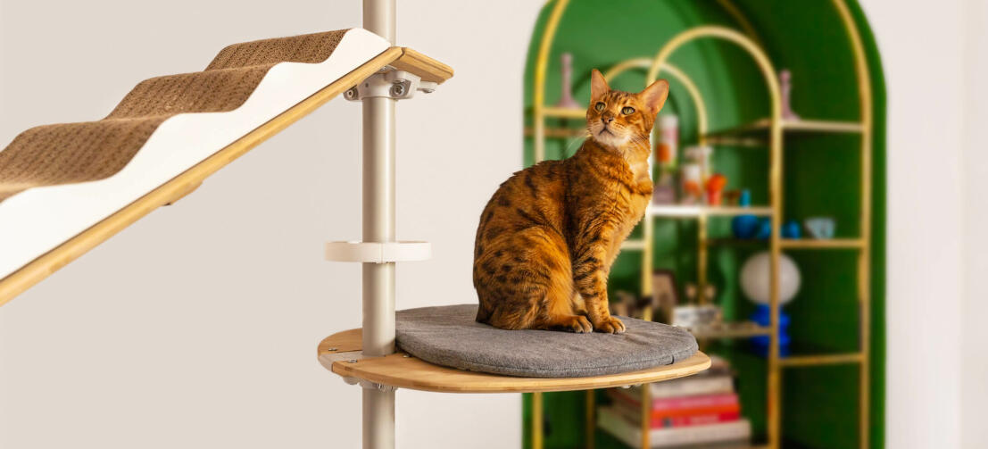 Gato en Freestyle plataforma de cojines para el árbol del gato del suelo al techo