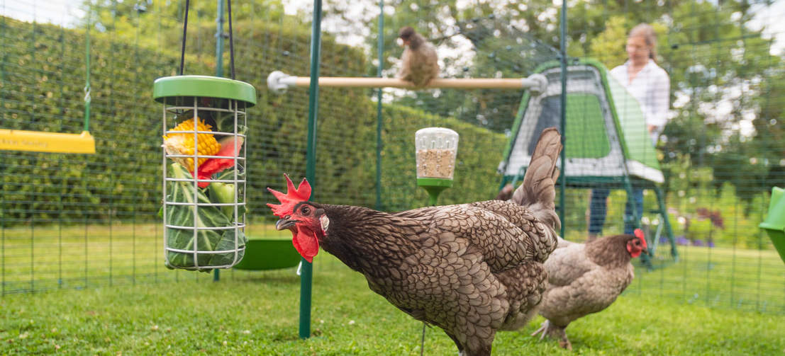Un recinto exterior es un espacio perfecto para mimar a tus gallinas con sus juguetes y golosinas favoritas