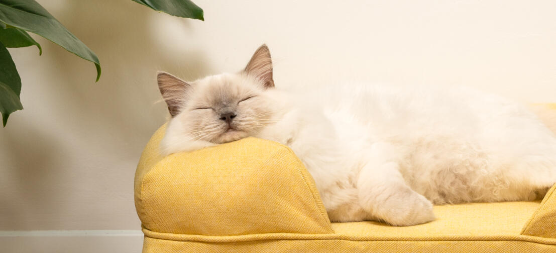 Lindo gato blanco esponjoso sentado en la cama de espuma de memoria amarillo suave gato bolster