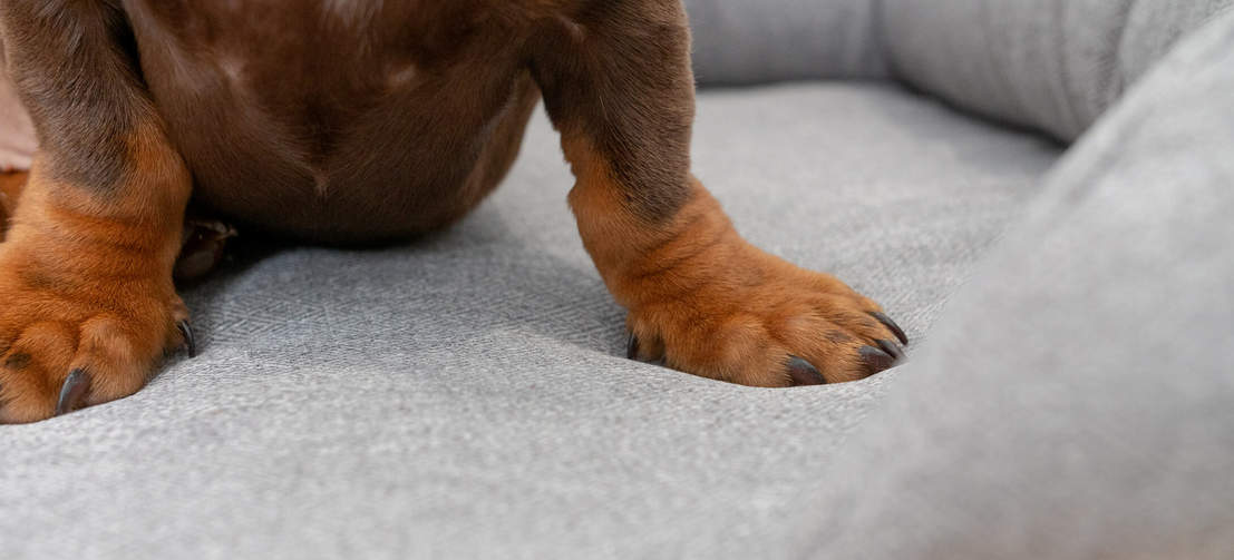 El colchón de espuma de memoria se amolda al cuerpo de tu perro, proporcionándole un buen descanso