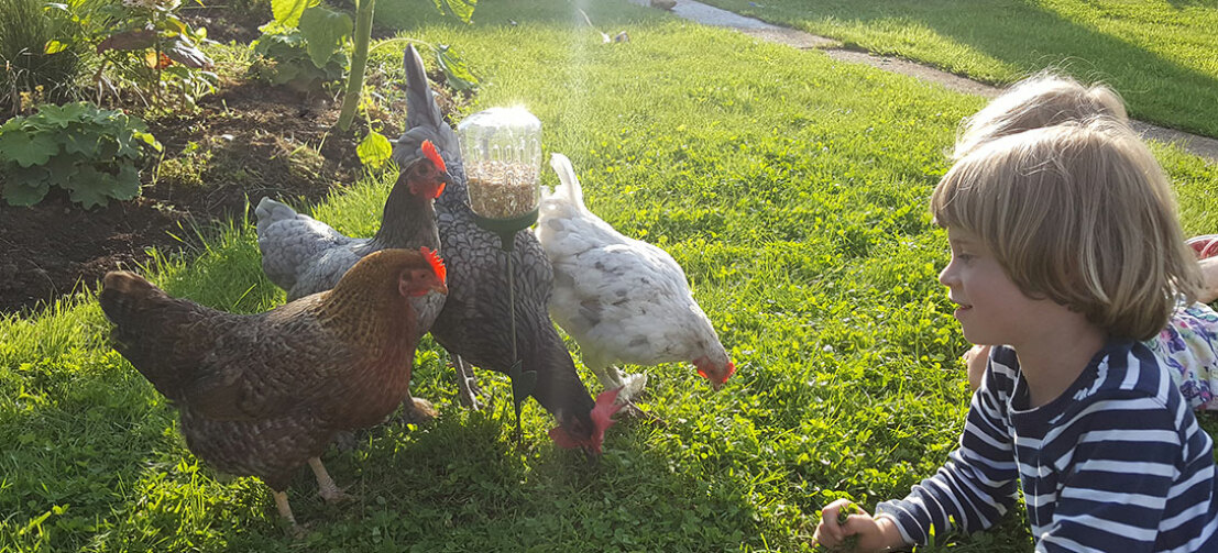 Pasa tiempo con tus gallinas mientras ellas encuentran sus golosinas