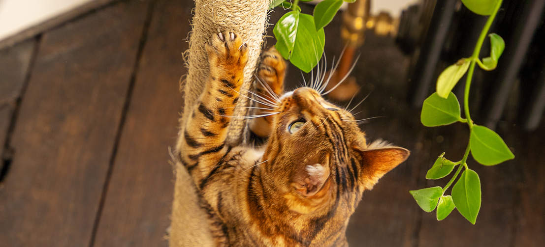Gato que rasca el sisal de Freestyle árbol del gato del piso al techo