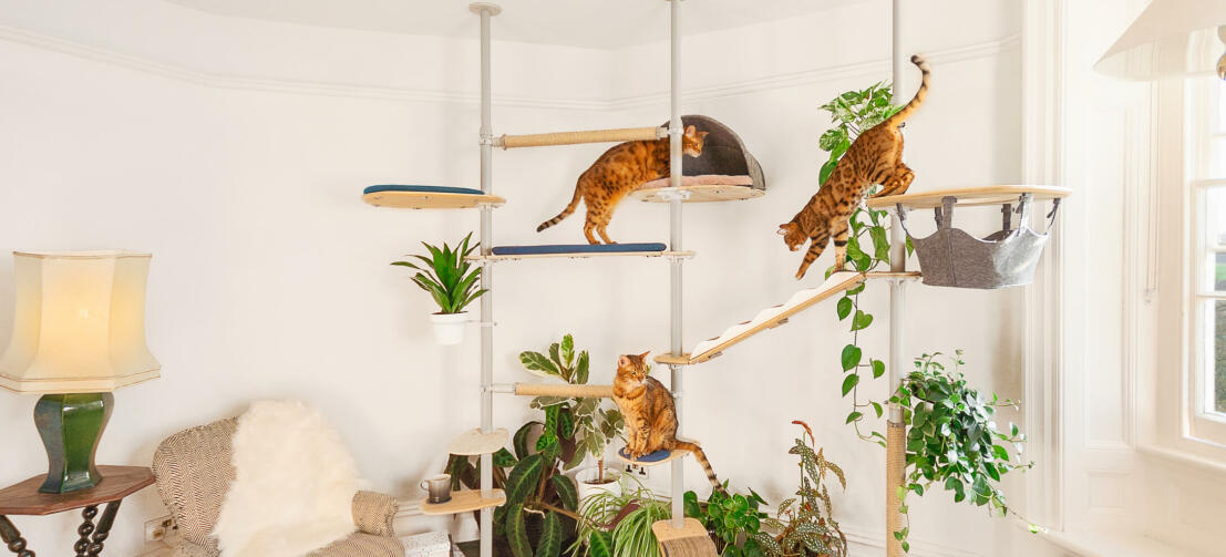 Los gatos juegan en el árbol para gatos de interior personalizable Freestyle high