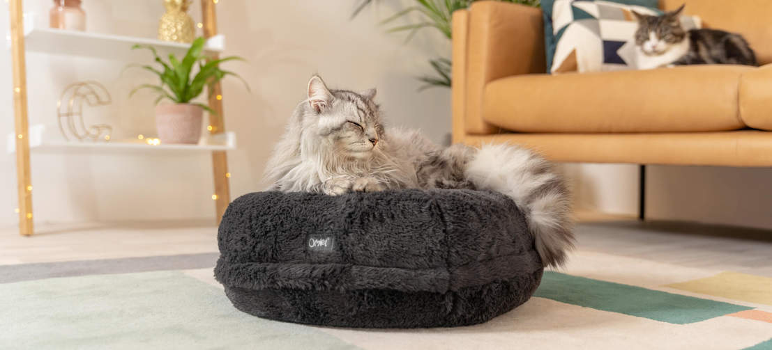 La cama donut se amolda al cuerpo de tu gato, como Sammy, el gato de la imagen que pesa 5 kg