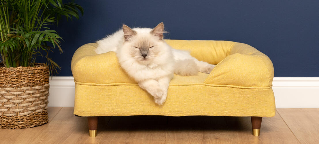 Lindo gato blanco esponjoso sentado en la cama de espuma de memoria amarillo suave del gato con los pies de la tapa de latón