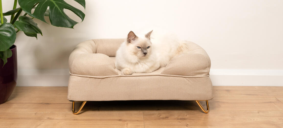 Lindo gato blanco esponjoso sentado en la cama del gato de color beige natural con Gold pies horquilla