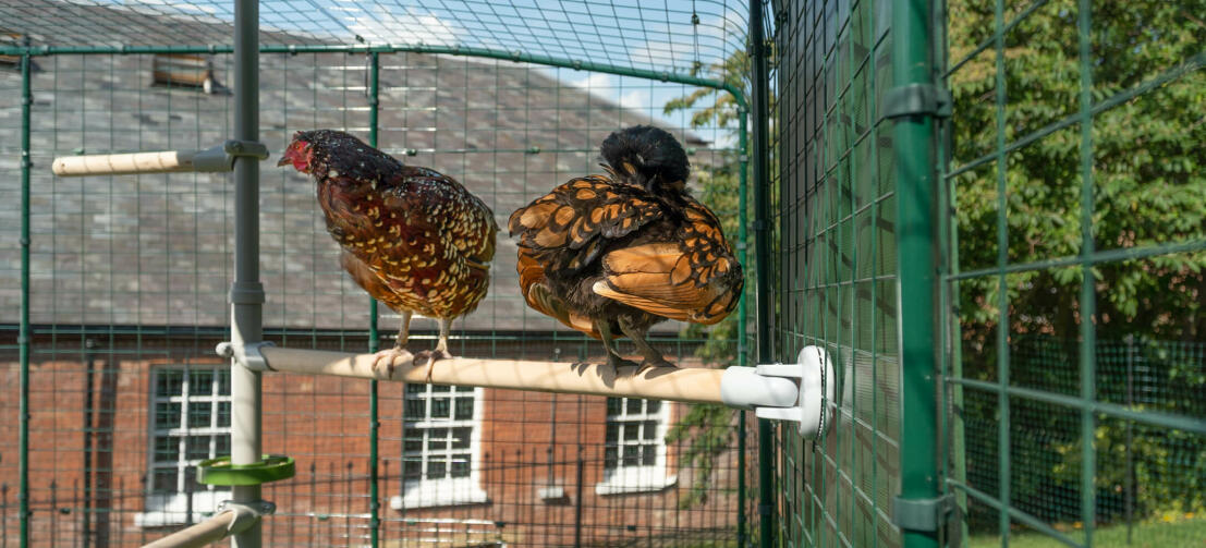 Dos pollos posados en Poletree sistema de entretenimiento para pollos conectado a Omlet walk in chicken run