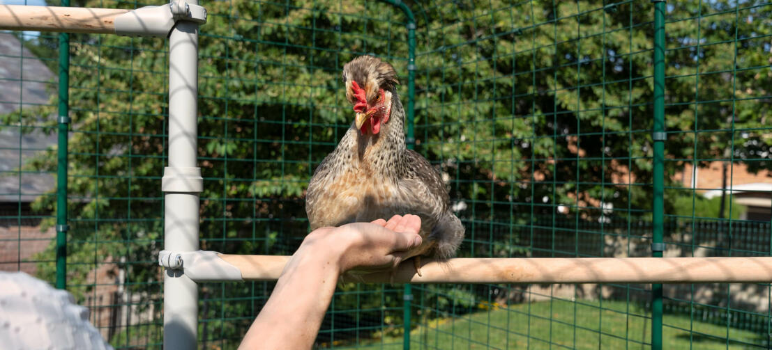 Pollo posado en Poletree sistema de entretenimiento para pollos mientras una persona le tiende la mano