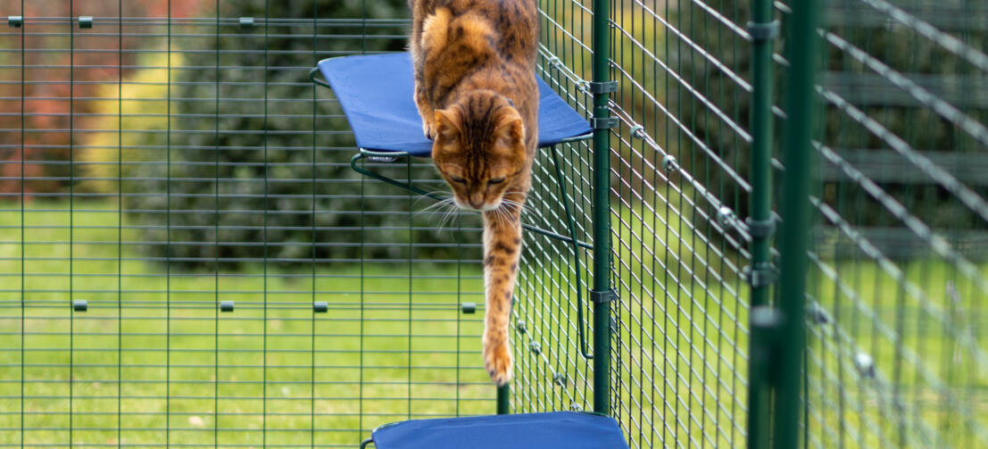 Gato saltando desde el peldaño de tela para gatos en el recinto exterior de Omlet