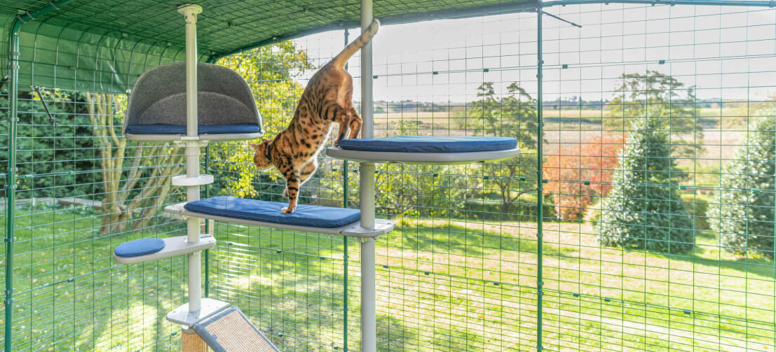 gato jugando en el interior del recinto de exterior para gatos con el árbol para gatos Freestyle