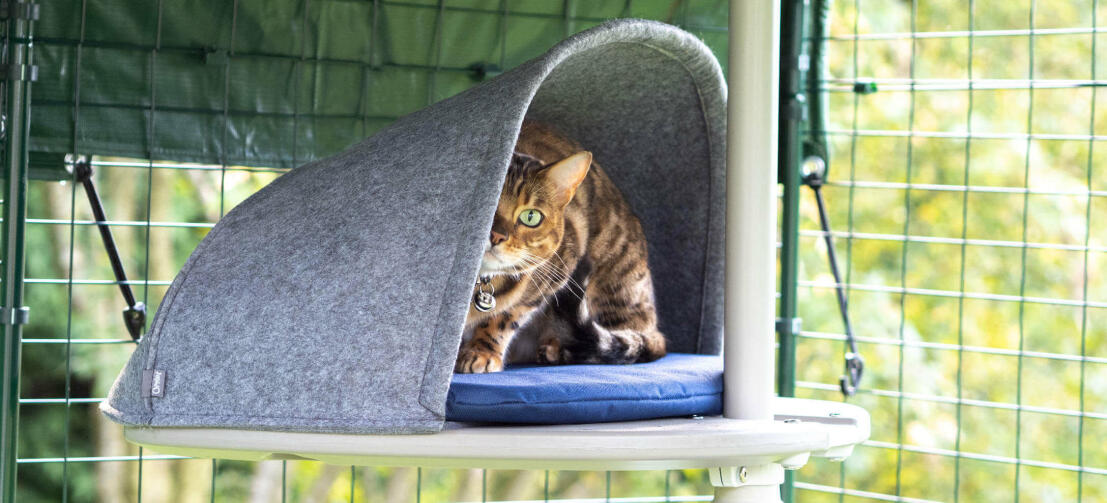 Gato jugando a esconderse en la guarida del sistema de árbol para gatos de exterior Freestyle