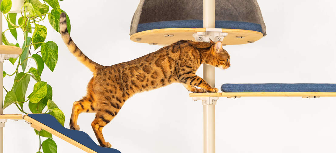 Escalada para gatos Freestyle árbol para gatos de interior de suelo a techo