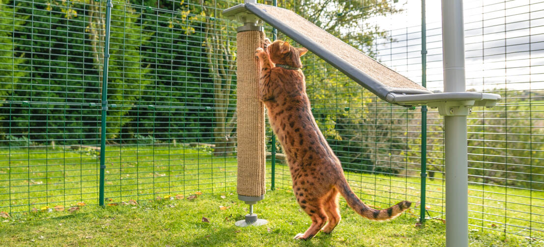 Gato utilizando el poste rascador de un árbol de exterior para gatos Freestyle en un recinto de exterior