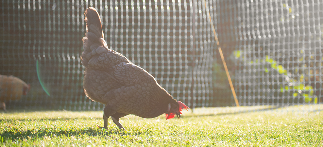 La red de Omlet es ideal para mantener a tus gallinas dentro de un área de tu jardín