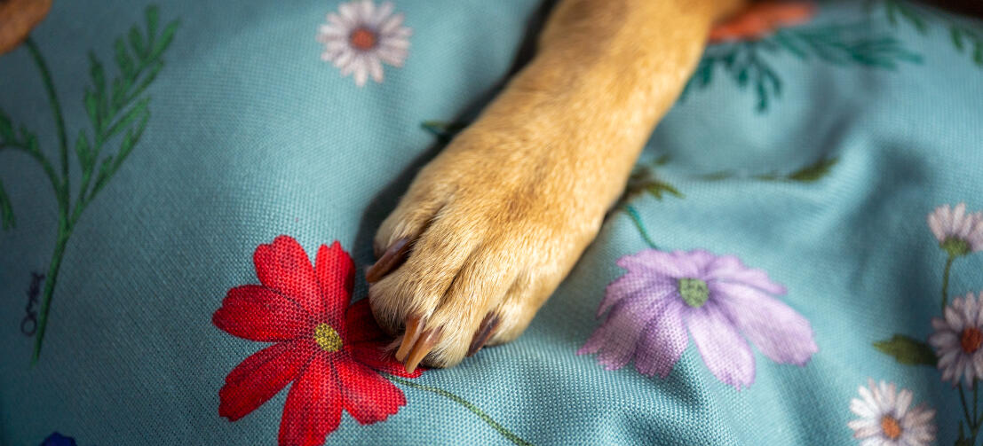 Primer plano de una pata en gardenia salvia impresión de cama de perro.