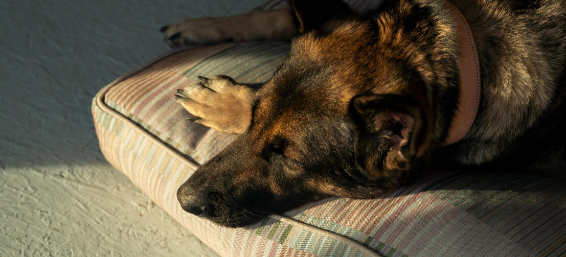 Primer plano de pastor alemán en un cómodo gran Omlet cama para perros cojín