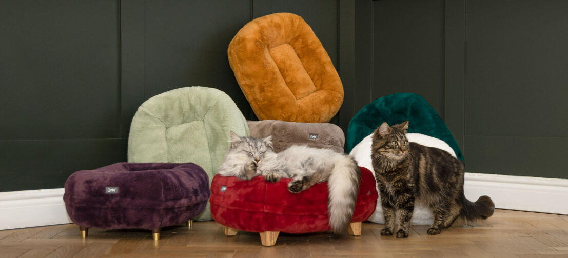 Un gato durmiendo en la cama Donut roja con otro gato de pie frente a otras cama donut de nuevos colores