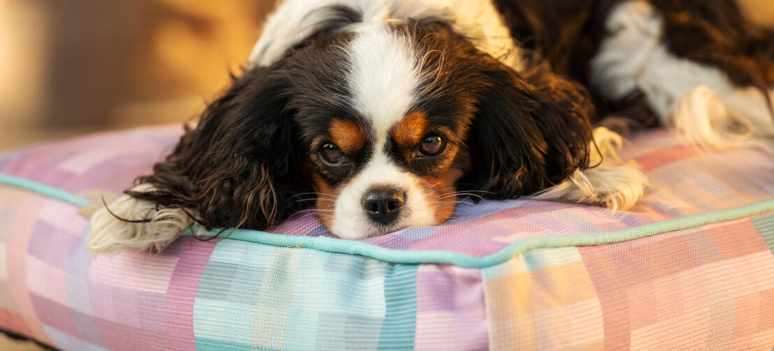 Un perro tumbado en el cojín prisma caleidoscopio cama para perros