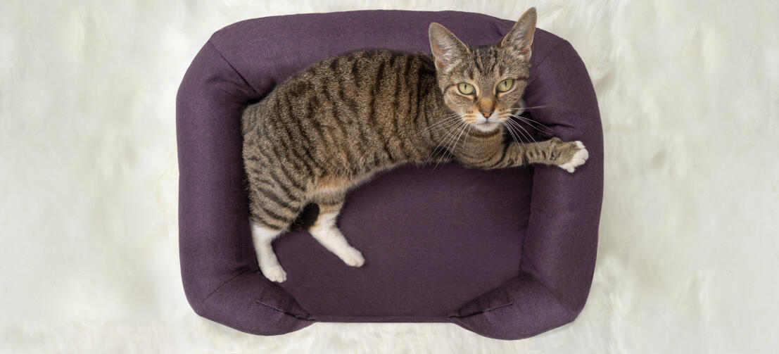 Vista superior del gato sentado en la cama de espuma con memoria para gatos de color púrpura