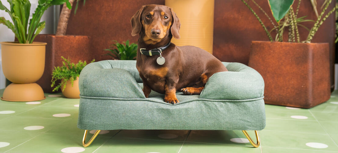 Perro salchicha marrón en cama de perro verde claro de Omlet