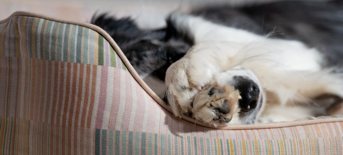 Detalle del patrón de la cómoda cama para perros Omlet nest