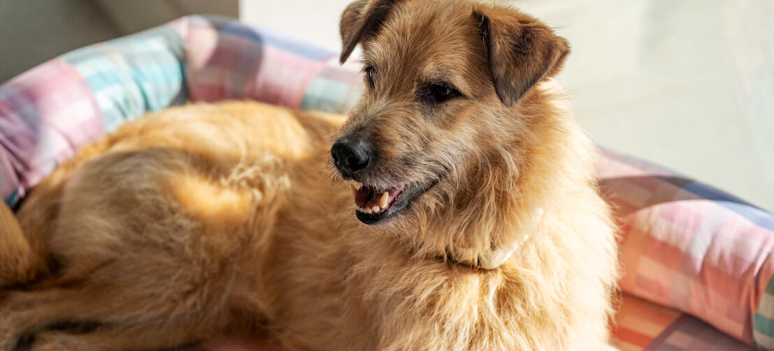 Perro grande desaliñado relajarse en una cama para perros bolster de color pastel
