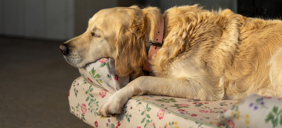 Golden retriever descansando de florido bolster cama para perros