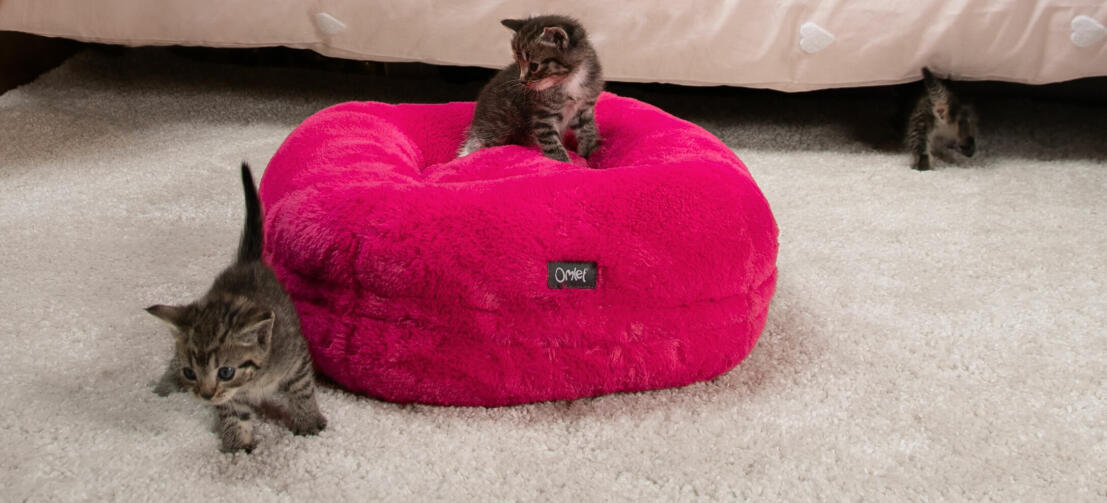 gatitos jugando en una cama para gatos maya donut súper suave de color rosa fucsia