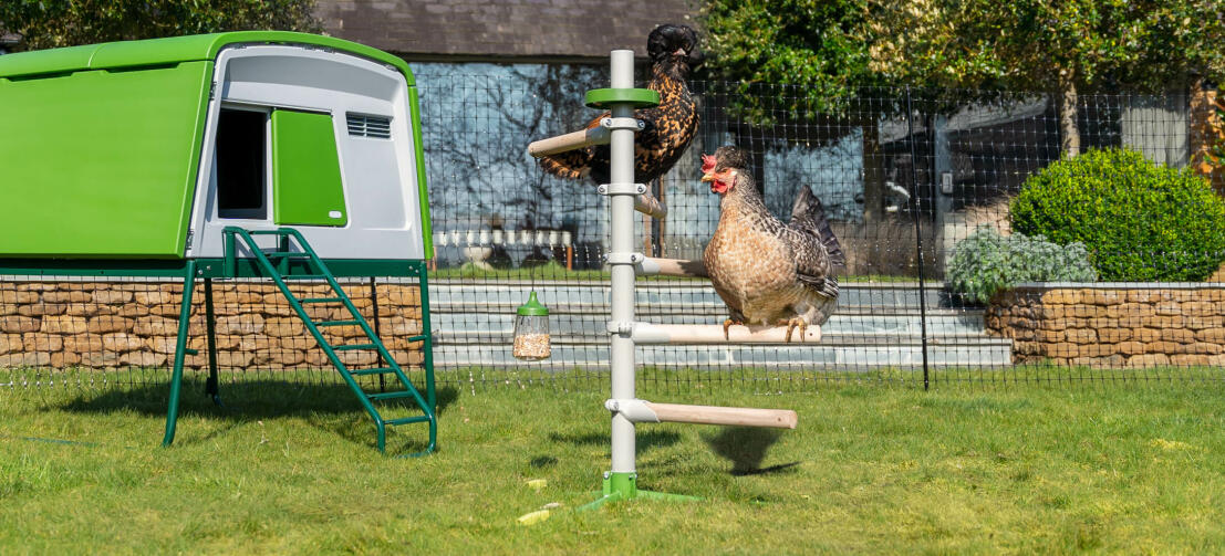 Jardín soleado con un gran gallinero Eglu Cube y una percha universal independiente para pollos dentro de la valla para pollos Omlet 