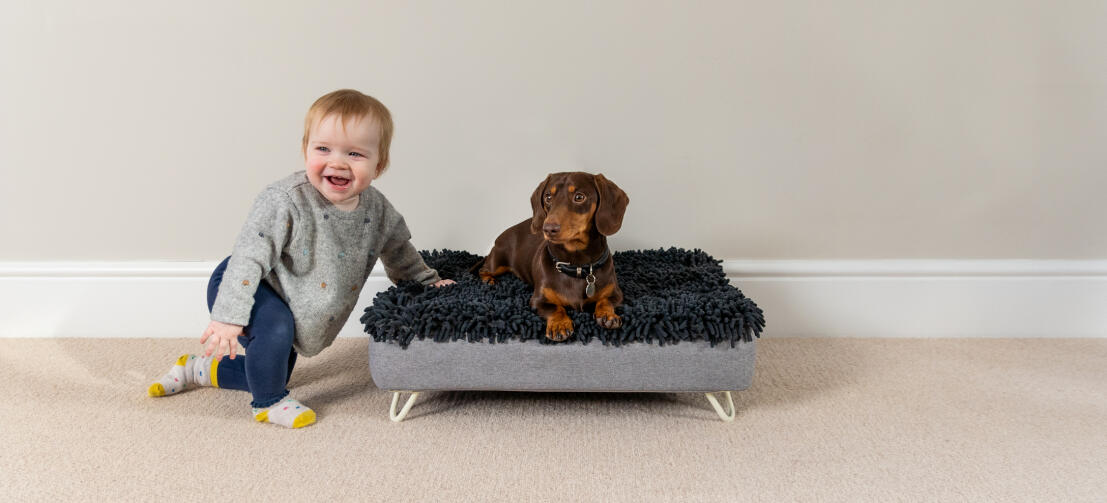 Dachshund en la cama lavable para perros Topology junto a un niño pequeño que se ríe