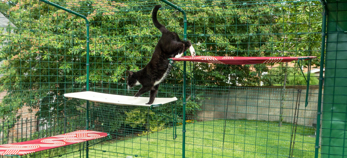 Gato trepando por los peldaños de tela de Omlet en un recinto de exterior en el jardín