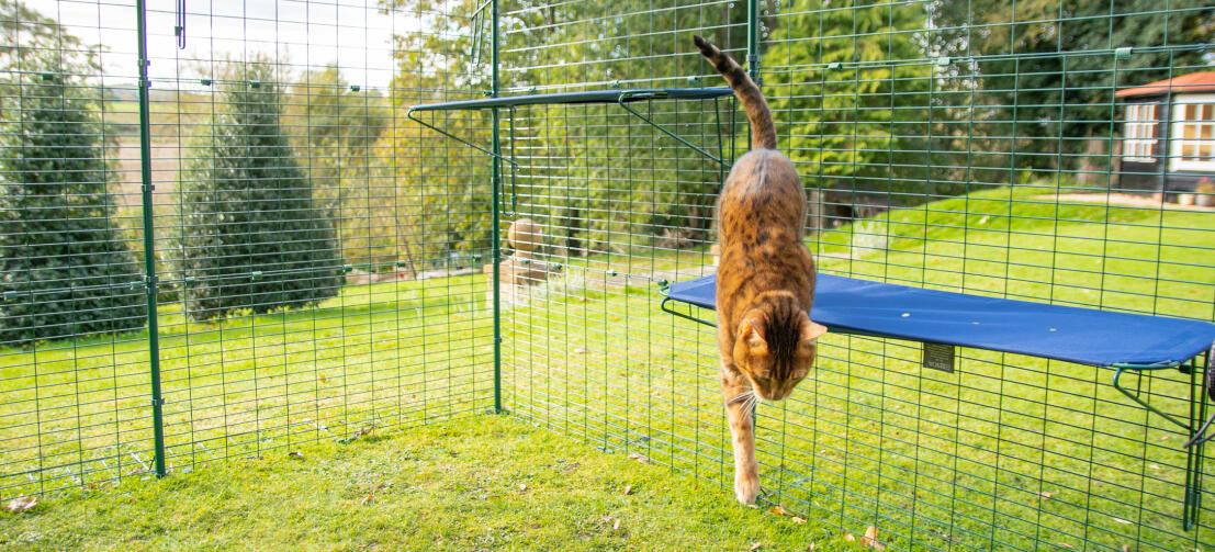 Gato saltando desde el peldaño azul de tela para gatos de Omlet en el recinto de exterior